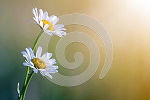 Close-up of two tender beautiful simple white daises with bright yellow hearts lit by morning sun blooming on high stems on