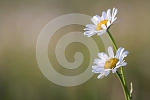 Close-up of two tender beautiful simple white daises with bright yellow hearts lit by morning sun blooming on high stems on blurre