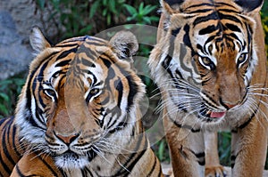 Close up of two tigers socialising; a tiger roaming around another tiger;