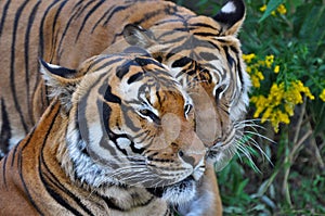 Close up of two tigers socialising; a tiger roaming around another tiger;