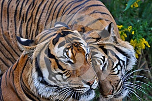 Close up of two tigers socialising; a tiger roaming around another tiger;