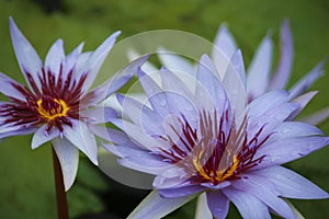 Close Up of Two Tigress Water Lilies