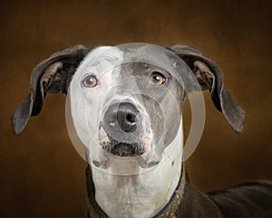 Close-up of the Two Tone Face of a Beautiful Mixed Breed Adult Dog