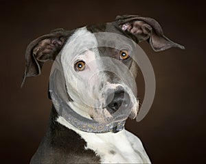 Close-up of the Two Tone Face of a Beautiful Mixed Breed Adult Dog at a Slight Angle