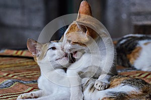 Close Up Two Tortoiseshell And White Young Cats Playing