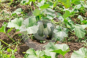 Close up of two unripe melons growing under the leaves in the field