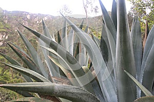 Close up of two very big aloe vera plants with a green blue coloration and small spikes at the sides of the leaves