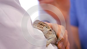 Close up of two vets petting a lizard