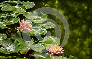 Close-up of two water lilies or lotus flowers Perrys Orange Sunset with spotty leaves in garden pond