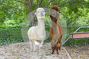 Close up of two white and brown alpaca