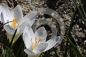 Close up of two white crocus