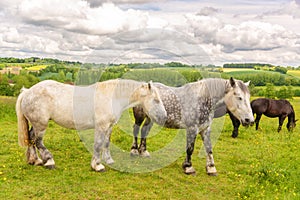 Close up of two white and dappled french percherons horses, Perche province France