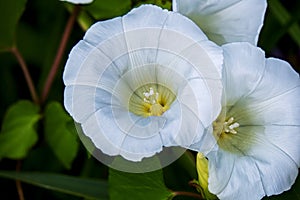 Close-up of two white flowers of a hedge bindweed