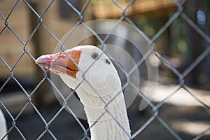 A close up of two white geese with orange beaks in a cage