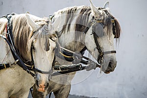 Close-up of two white horse heads with harness