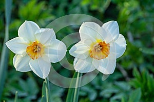 Close up of two white and orange colored Daffodils