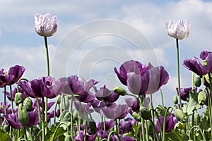 Close-up of two white poppy in a purple poppy field