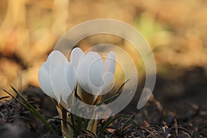 Two white crocus