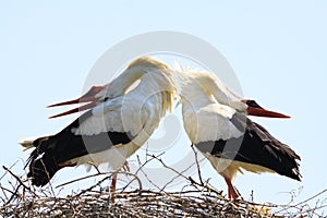 Close up of two white storks Ciconia Ciconia in a nest on a tree against blue sky.