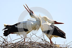 Close up of two white storks Ciconia Ciconia in a nest on a tree against blue sky.