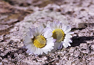 Two daisies in sunlight