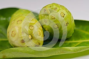 Close-up of two whole Noni fruits, Morinda citrifolia, on leaf, against white background
