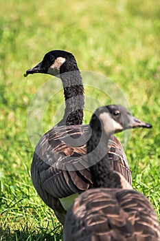 Close up of two wild migratory Canadian geese walking on green grass on a bright sunny summer day