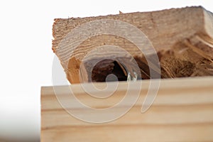 Close up of two 2x4 nailed together photo