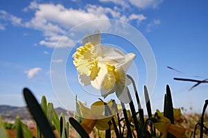 Close-up of two yellow daffodil flowers against blue sky