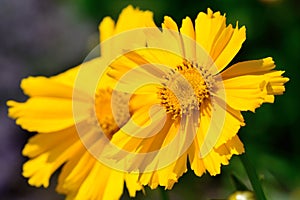 Close up of two yellow flowers in bloom