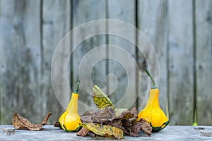 Close up of a two yellow-green zucchini with leafs