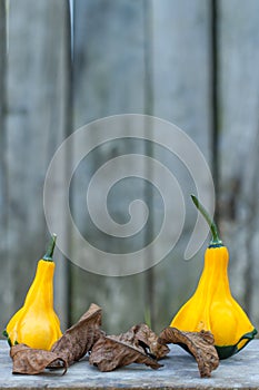 Close up of a two yellow-green zucchini with leafs