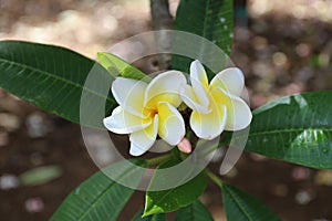 Close up of two yellow and white Plumeria flowers growing in Koko Crater Botanical Garden in Honolulu