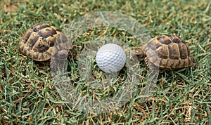 Close up of two young hermann turtles on grass with golf ball