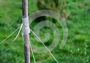 A close-up on tying a young tree with string with a risk to damage bark and trunk when staking a tree in windy areas