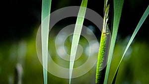 Close up of typha plant