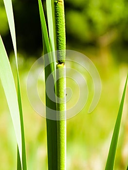 Close up of typha plant