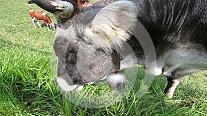 Close up of a typical Tyrolean alpine cow grazing the grass in a green meadow in the Dolomites with the herd and the typical