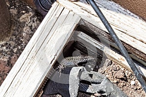 Close-up of Tyrrhenian wall lizard Podarcis tiliguerta taking sunbath in the wooden soil box in the garden