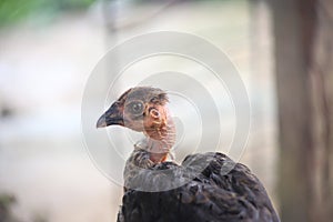 Close up of an ugly chicken with black feathers and lacking feathers around his neck