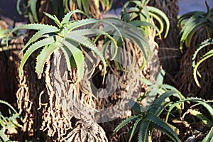 Close-up of Uitenhage Aloe - Aloe africana cactus