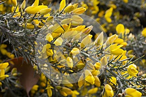 Close up of Ulex Europaeus know as Gorse, bush with small bright yellow flowers