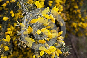 Close up of Ulex Europaeus know as Gorse, bush with small bright yellow flowers