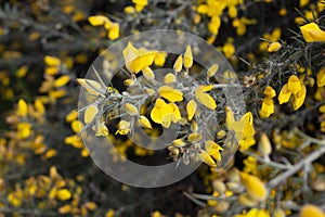 Close up of Ulex Europaeus know as Gorse, bush with small bright yellow flowers