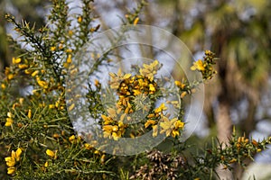 Close up of Ulex Europaeus know as Gorse, bush with small bright yellow flowers