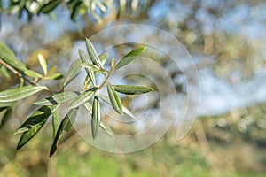 Close-up of a Ullastre Olea europea var. silvestris