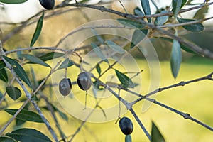 Close-up of a Ullastre Olea europea var. silvestris photo