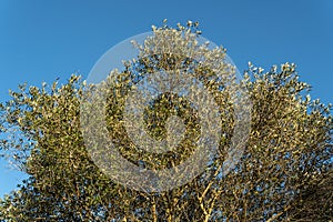 Close-up of a Ullastre Olea europea var. silvestris photo