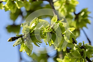 Close Up Of A Ulmus Camperdownii photo