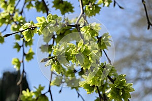 Close Up Of A Ulmus Camperdownii photo